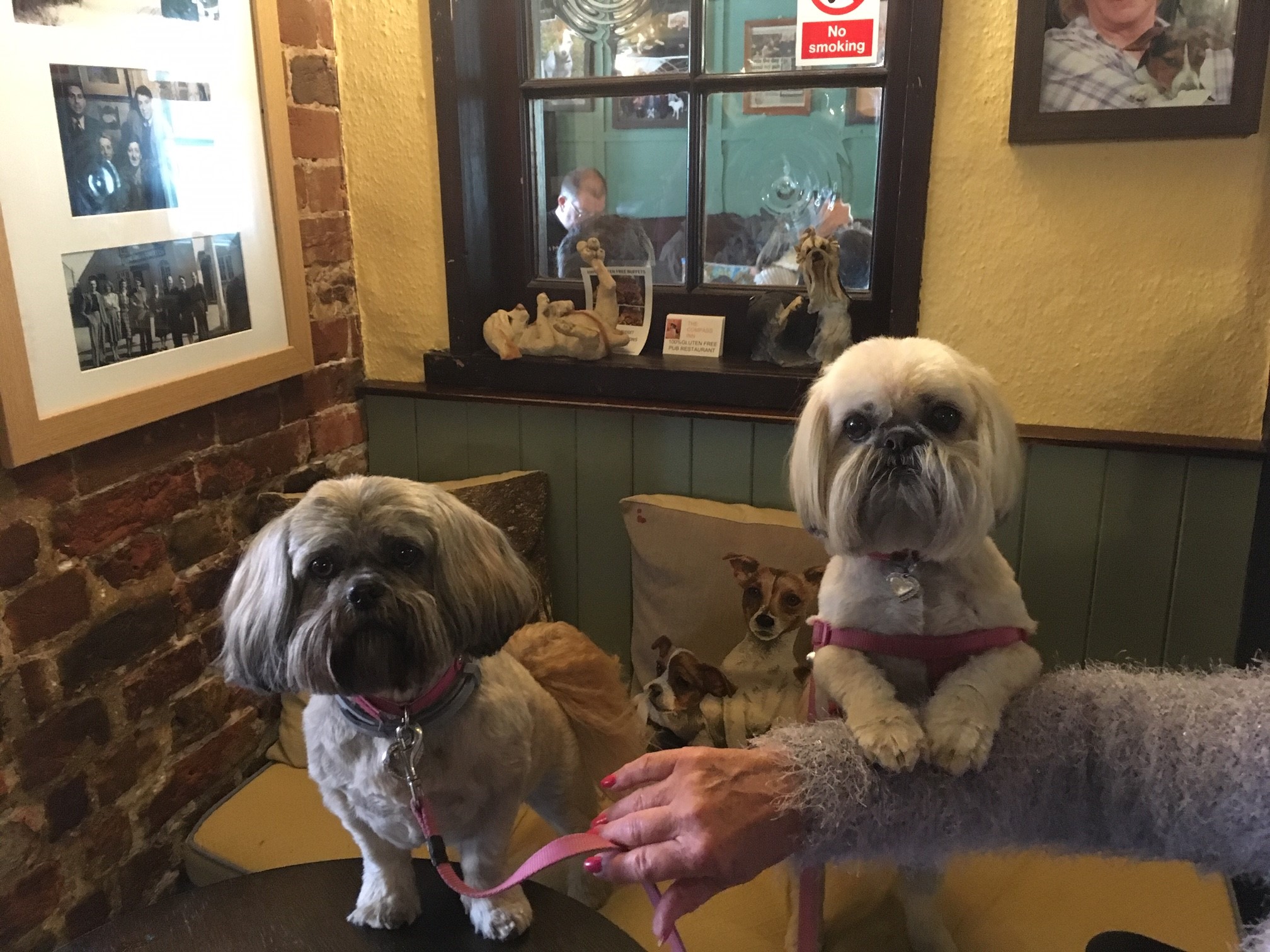 We Accept Pets Pet Friendly Hotels, B & Bs, Self Catering Holiday